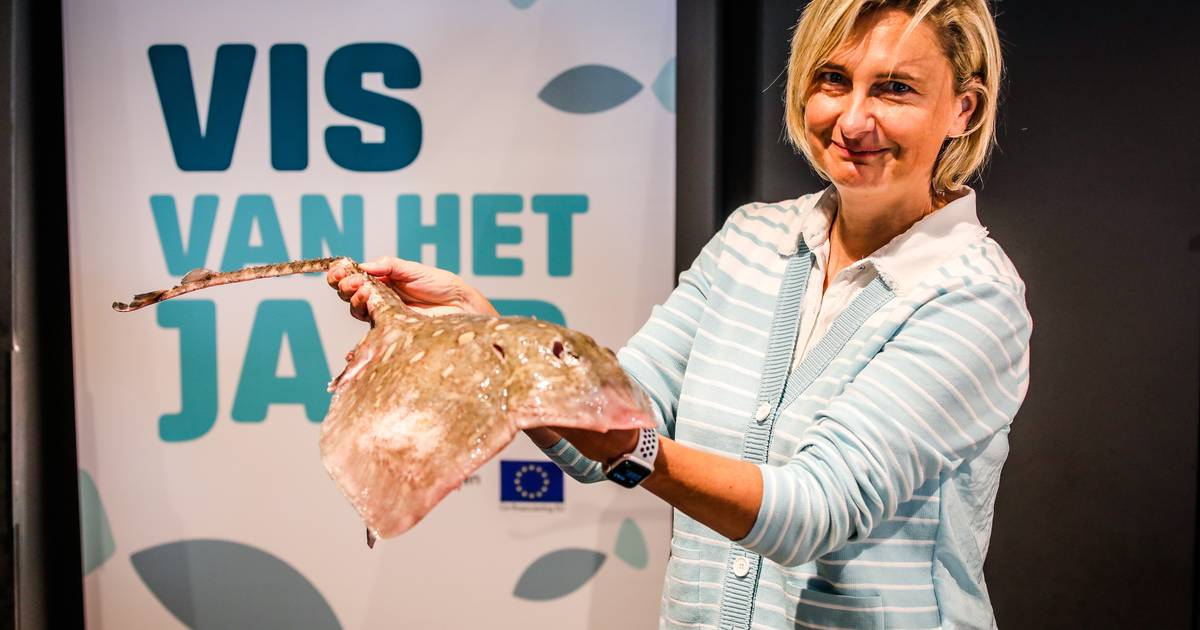 Rog is vis van het jaar. “Vis wordt vaak gevangen door Vlaamse vissers ...