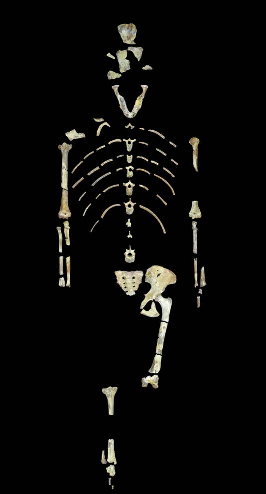 Het skelet van Lucy,door de Universiteit van Texas.