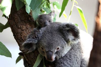 Aantal koala's zorgwekkend gedaald in Australië