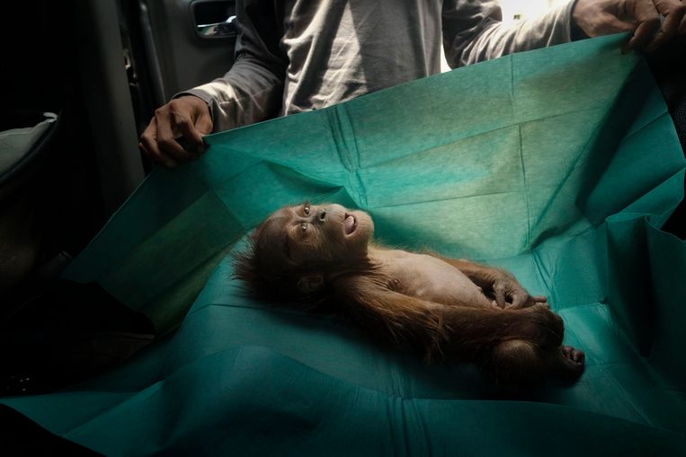 Indonesia melarang orang Belanda berburu orangutan setelah mengkritiknya