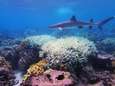 Helft koralen in Great Barrier Reef verdwenen