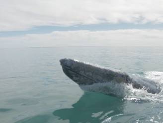 Schitterende beelden: groep walvissen entertaint toeristen