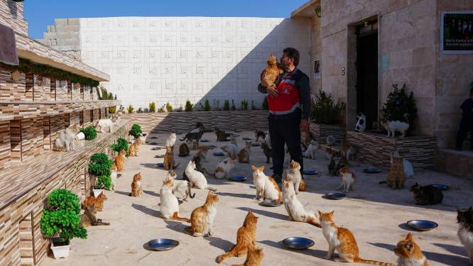‘Kattenman van Aleppo’ redde honderden kattenlevens tijdens Syrische Burgeroorlog, nu haalt hij ook katten vanonder het puin na de aardbevingen in Syrië