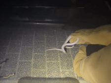 Rattenslang kruipt rond in Hansweert