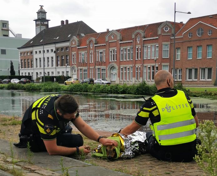 Agenten ontfermen zich over een geredde ree in Helmond.