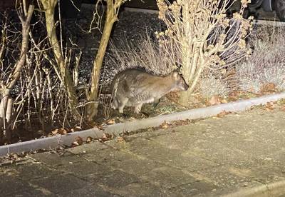 Wallaby na achtervolging van drie uur gevangen in Ammerzoden