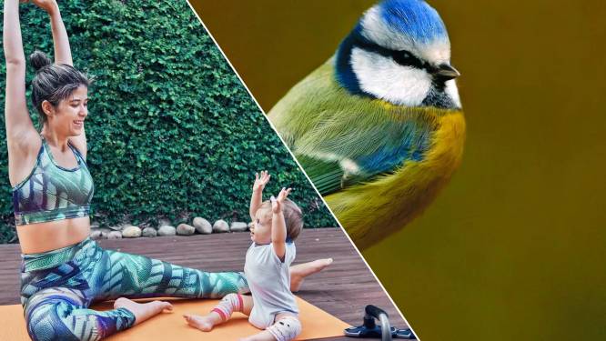 Van het vogelweekend in Hoeilaart tot een sessie peuter-yoga in Dilbeek: dit zijn onze weekendtips in Brussel, de Rand en het Pajottenland