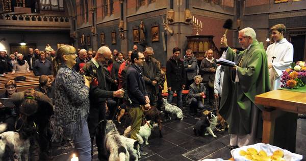 Voor het poepen de kerk uit (video) | Zeeuws-Vlaanderen - PZC