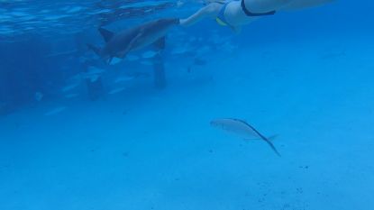 Vrouw in de arm gebeten door haai tijdens snorkelen