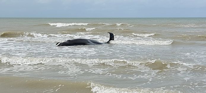 De orka die vanmorgen aan de Belgische kust werd gespot, is helaas gestrand in De Panne, vlakbij Sint-Idesbald