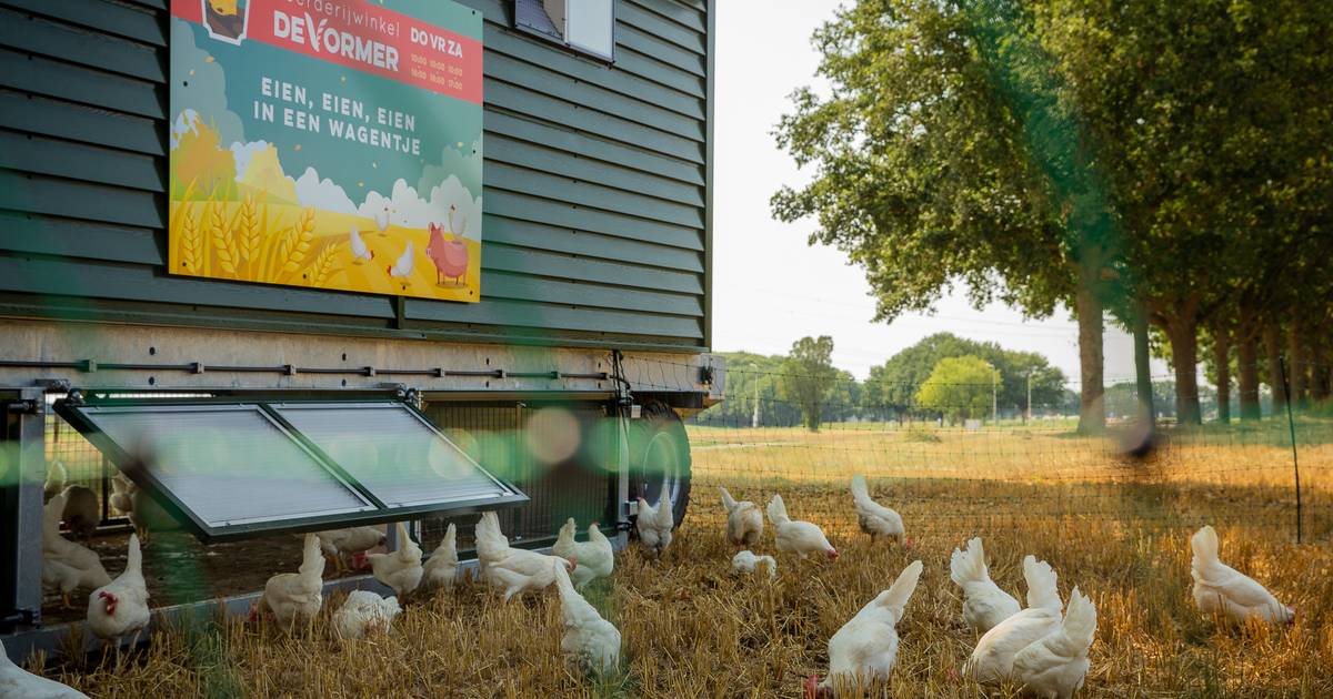 Kippenkar zorgt voor verse eieren in Grijpskerke, maar ook voor verbazing