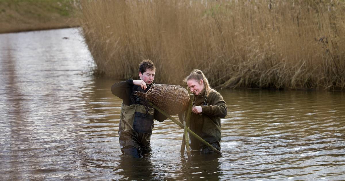 Deze korven bezorgen eenden rond Strijen een rustig broedseizoen | Hoeksche Waard