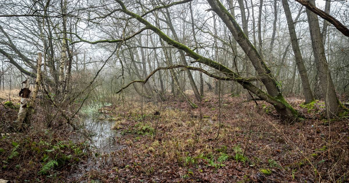 Broemeerbos blijft voorlopig gespaard; plan vernatting bos in ijskast - Eindhovens Dagblad