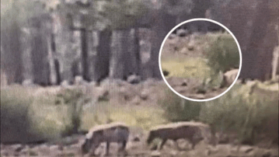 Waarschuwing: voer wolven niet, ze passen zich snel aan