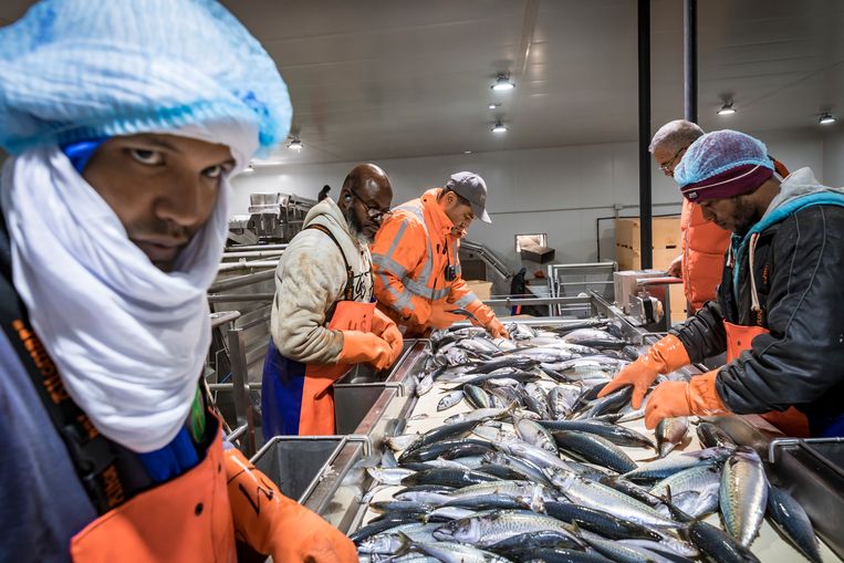 De visfabriek van Cornelis Vrolijk in Mauritanië.  Beeld Sven Torfinn