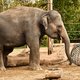 Grootste olifantenkudde van Europa breidt uit: Pairi Daiza verwacht alweer babyolifantje