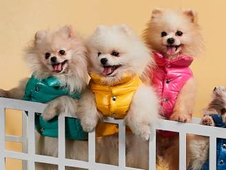 Mode voor honden zit in de lift, maar is je huisdier wel blij met zo’n jas of kersttrui? Dierendokter Joshua Dutré licht toe