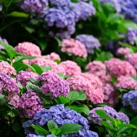 Dit wil je nú doen om in de lente mooie hortensia’s te krijgen