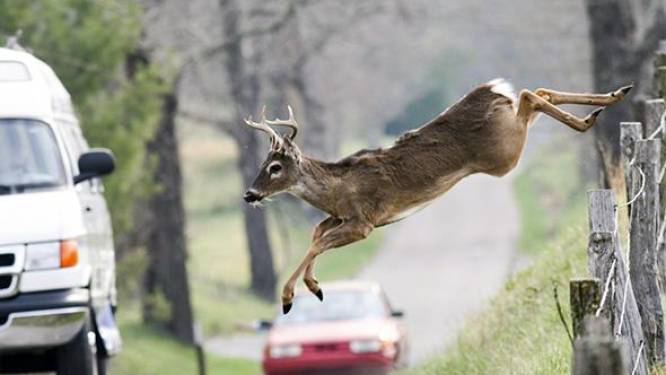 Aanrijding met wild: wat je wel en niet moet doen