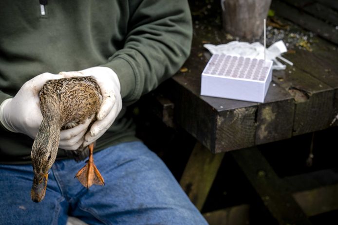 Een onderzoeker test een eend op vogelgriep.