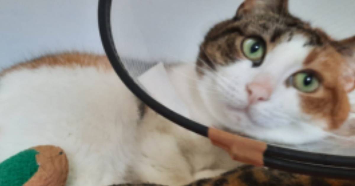 Poes Ella kan eindelijk zonder pijn verder leven: verwondingen aan staart behandeld dankzij gulle ge