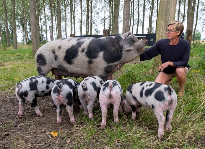 De varkens van Marieke Engelsman hebben hun eigen stukje in het bos.