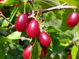 Cornelian cherry, cornus, mas,