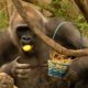 Video: Ook apen zijn gek op eieren zoeken