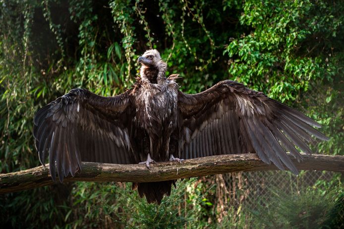 Vulture Monk in Blankendale.