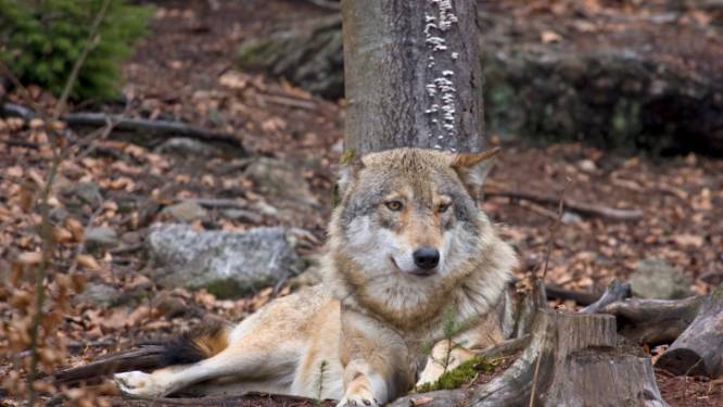Wolf liep enorme afstand