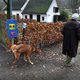 Het lijkt erop dat ook honden een steeds korter lontje hebben
