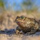 Tijdelijke natuur in plaats van afval