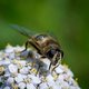 'Nieuwe generatie bestrijdingsmiddelen' bewezen slecht voor de bijen