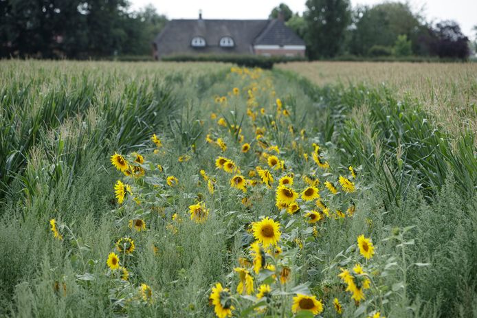 Dwars door de maïsvelden bij de Eefdese Enkweg in Eefde  is een geel lint vol zonnebloemen ontstaan.