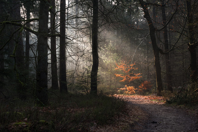 Zonneharpen in het Oisterwijkse bos. Foto Gijs de Reijke
