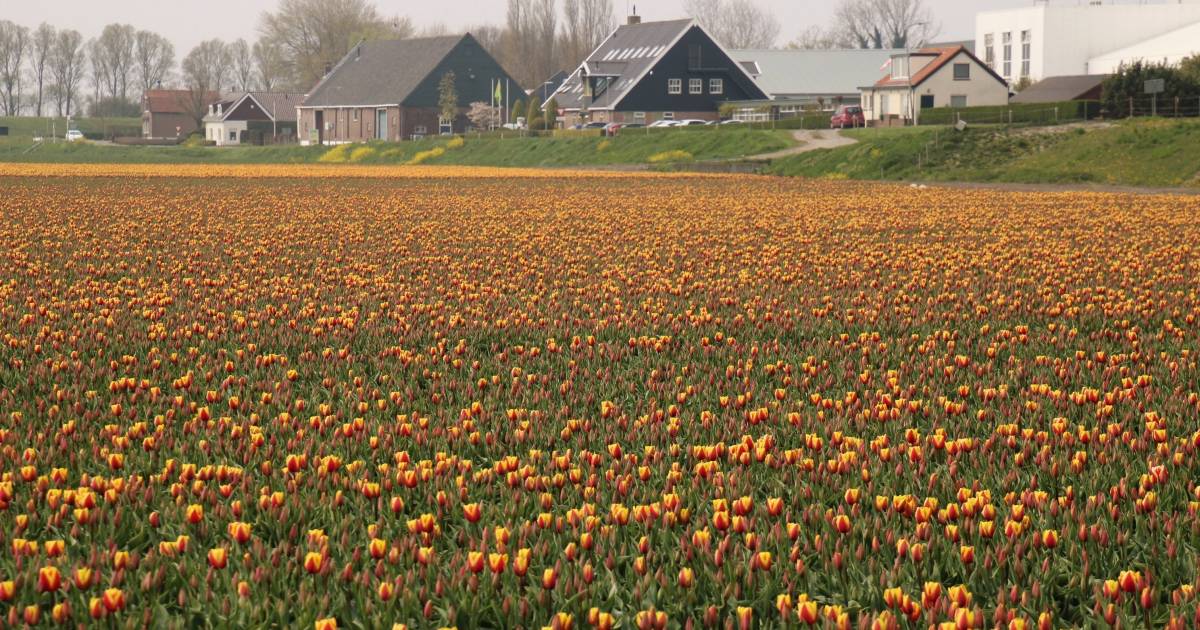 Goed nieuws: tulpen op Voorne-Putten staan dit weekend in bloei