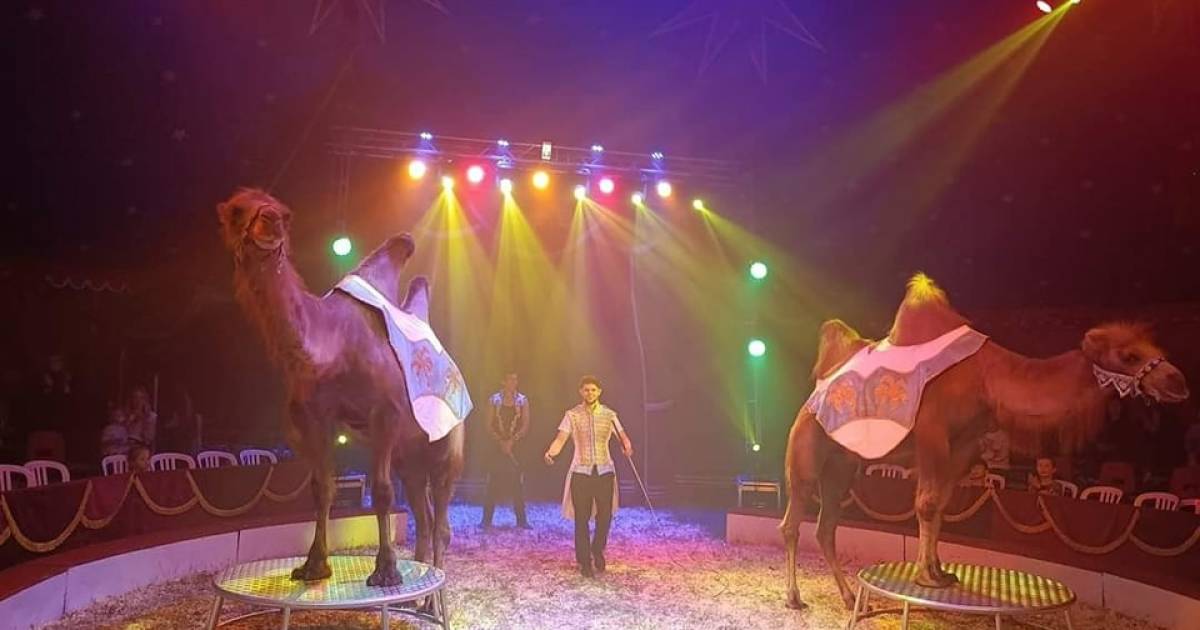 Circus met kamelen en lama’s komt volgende week naar Oude-Tonge