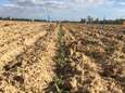 Kweken onze boeren binnenkort quinoa op hun velden? “Een alternatief gewas dat goed tegen droogte kan”