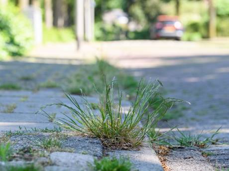 Het openbaar groen in Neder-Betuwe staat er niet goed bij