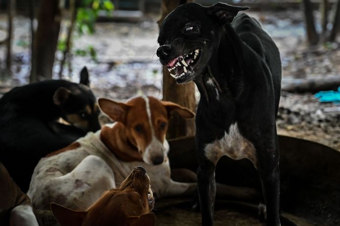 Zwerfhonden worden opgevangen in een dierenopvang in Myanmar, waar rabiës voorkomt en jaarlijks slachtoffers maakt. De opvang is onderdeel van een overheidsprogramma om de ziekte te bestrijden en slachtoffers te voorkomen.