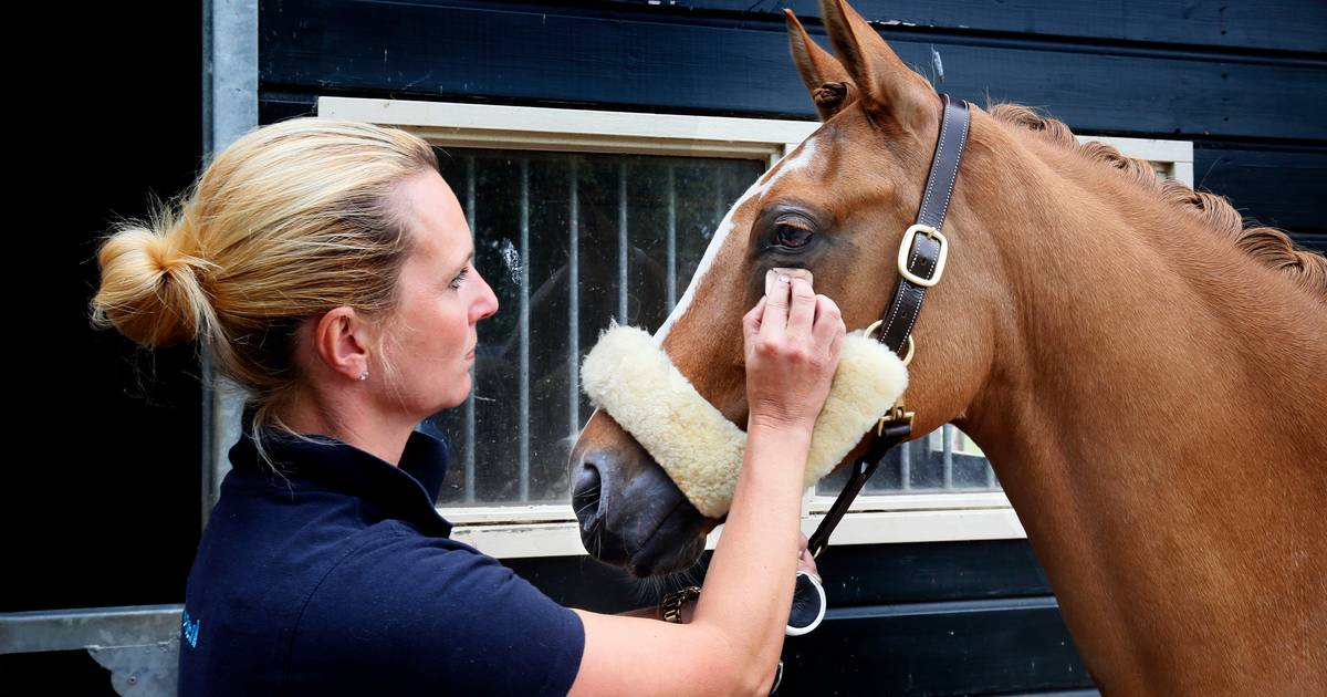 'Pure dierenmishandeling!', felle kritiek op paardenmake-up van Denise uit Babyloniënbroek