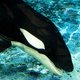Beschermde orka's en placenta eten is niet gezond