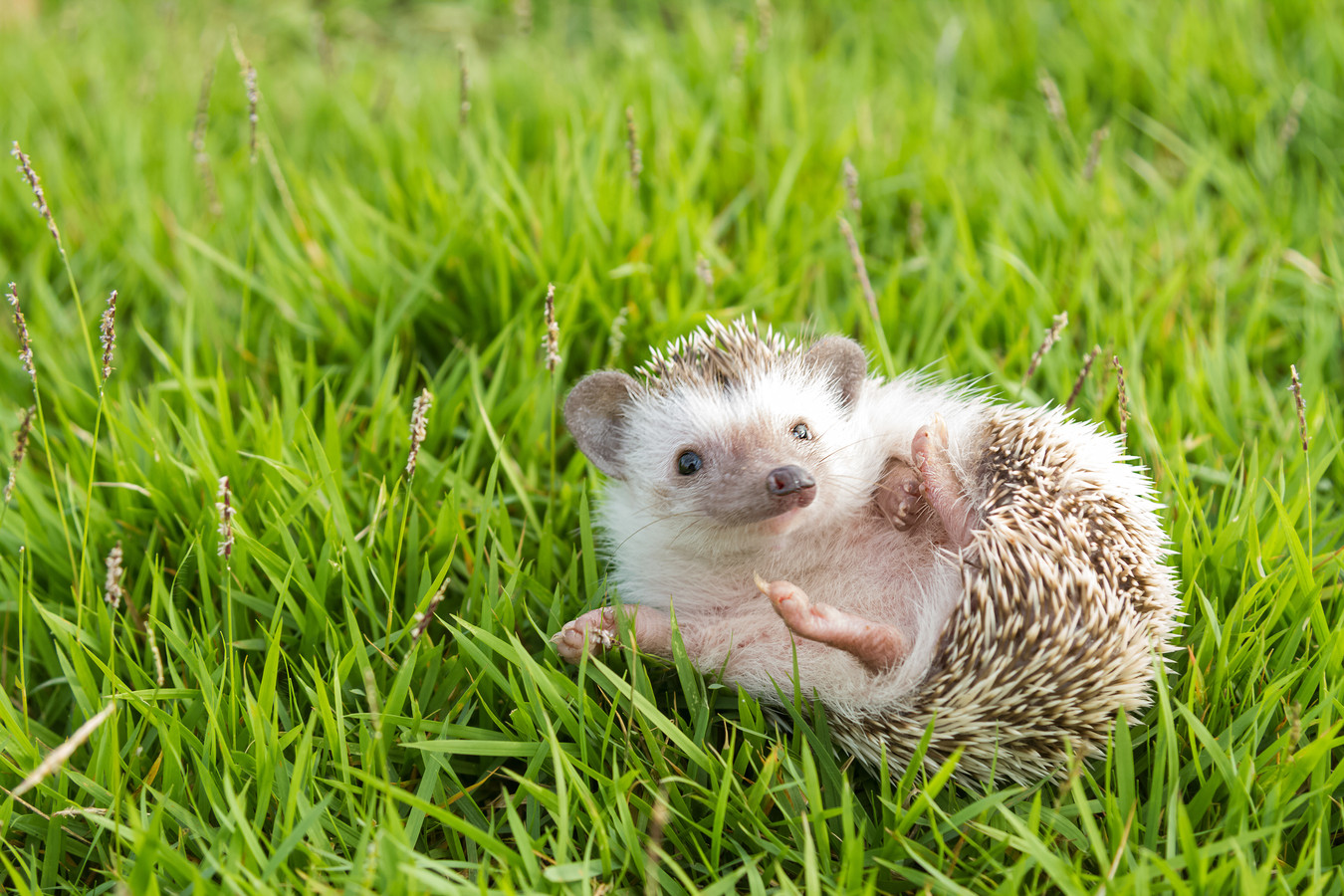 Zo krijg jij een egeltje in de tuin | Foto | AD.nl