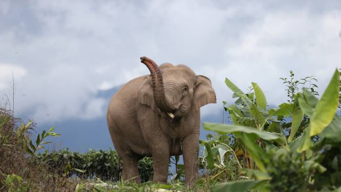 Nederland ‘kan voorbeeld nemen aan China’, dat veertien olifanten door het land liet trekken