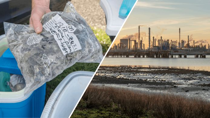 Onderzoek moet onder meer duidelijk maken of zeegroenten (links) uit de Westerschelde nog wel veilig te eten zijn.
