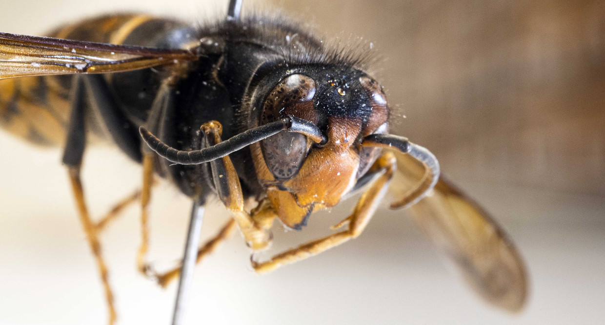 Een opgezette Aziatische hoornaar in Naturalis. De grote zwarte wesp, die van oorsprong uit China komt, is al in drie provincies opgedoken. De Aziatische hoornaar vreet bijen op en kan agressief zijn naar mensen die hem storen.  Beeld ANP