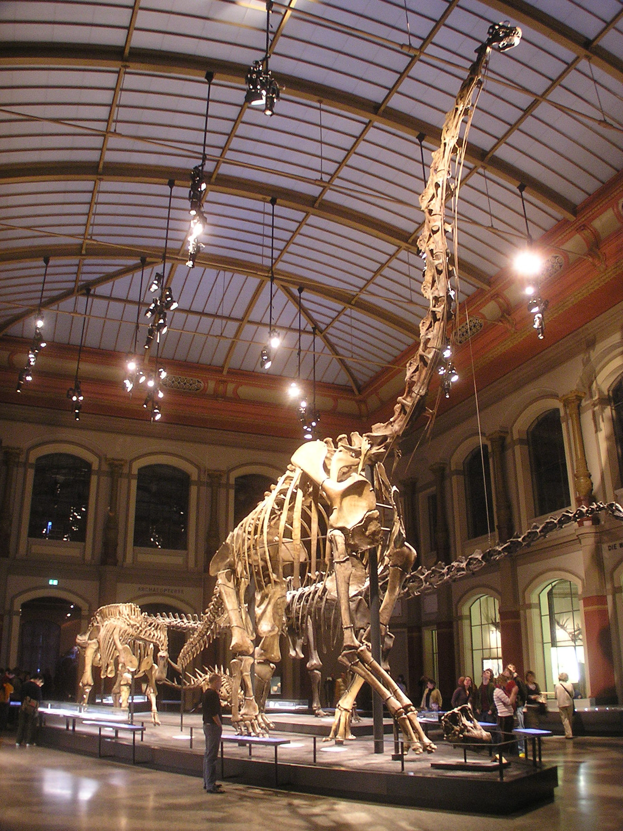 Langnek Giraffatitan brancai in het natuurhistorisch museum in Berlijn Beeld Axel Mauruszat