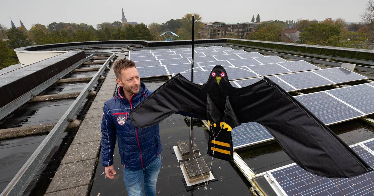 Beschaven vaak roestvrij Roofvogelvlieger moet poep van panelen op stadhuis Kampen houden | Kampen |  destentor.nl