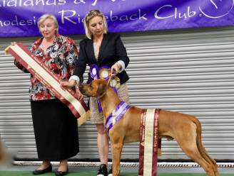 Jager schuldig aan dood prijsbeest