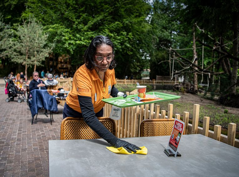 Hedy van Milligen, weer aan het werk bij Apenheul. Beeld Koen Verheijden